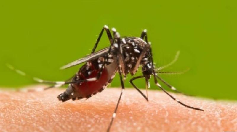 Dengue 