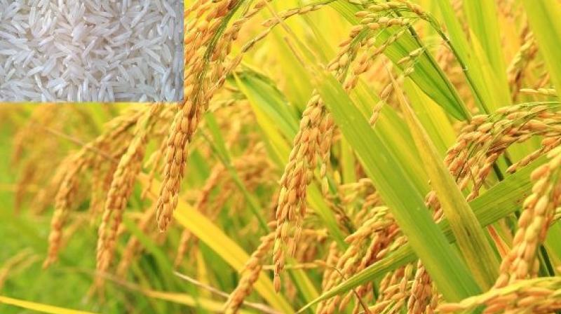 Basmati Paddy Basmati Paddy