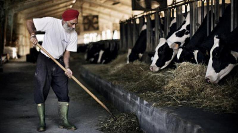 Dairy Farm Dairy Farm