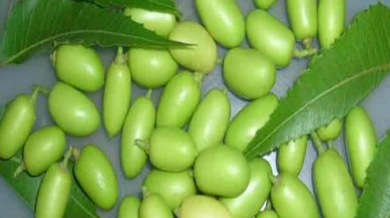 Neem Neem