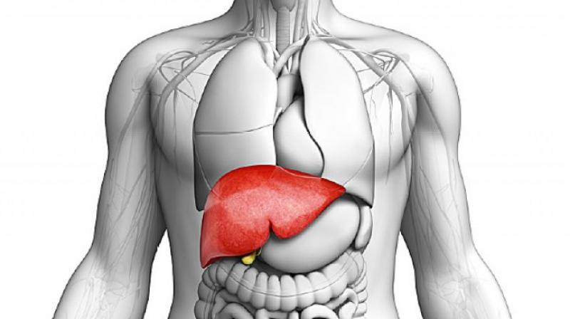 Healthy Liver Healthy Liver