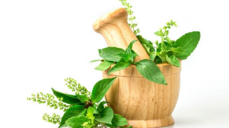 Tulsi Tulsi
