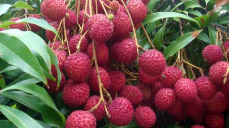 Litchi Litchi