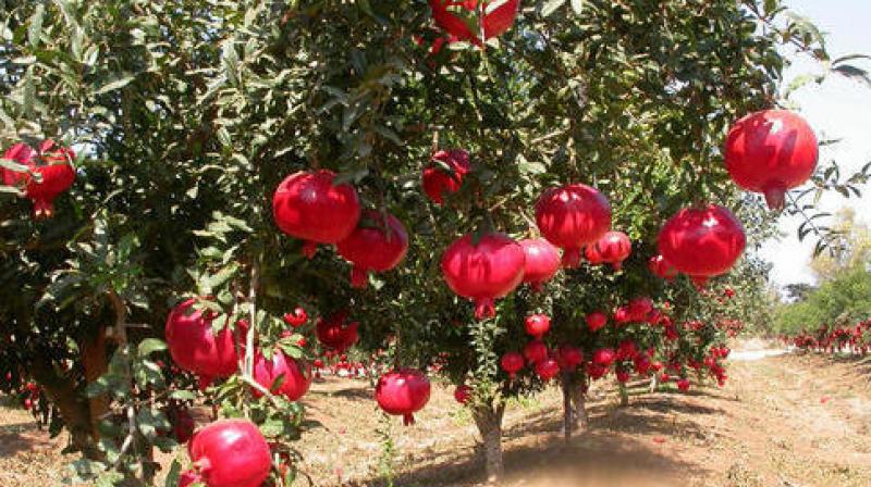 pomegranate Trees 