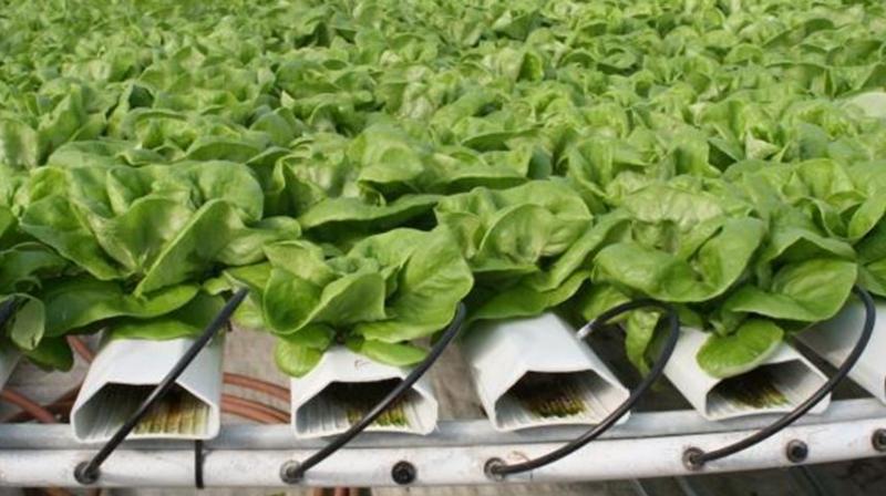Without Soil Farming Without Soil Farming