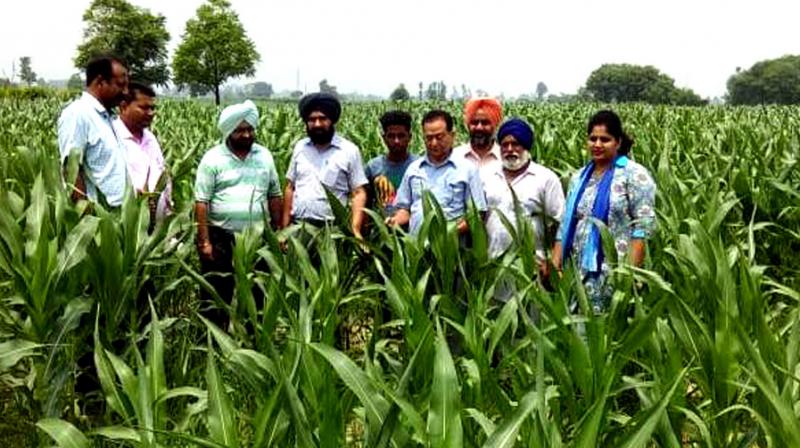 Cheif Agriculture Officer Balwinder Singh  