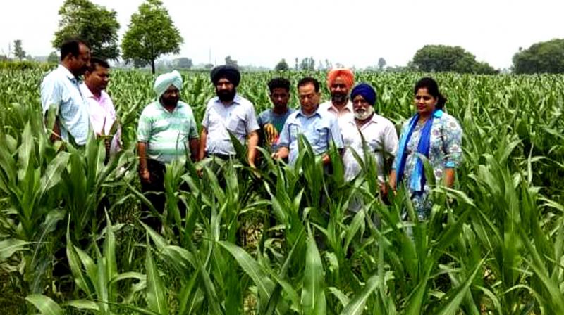 Cheif Agriculture Officer Balwinder Singh Cheif Agriculture Officer Balwinder Singh