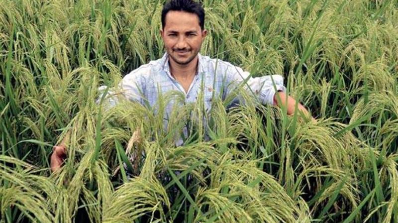 Parmal Paddy Parmal Paddy