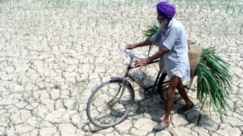 Farmer Farmer