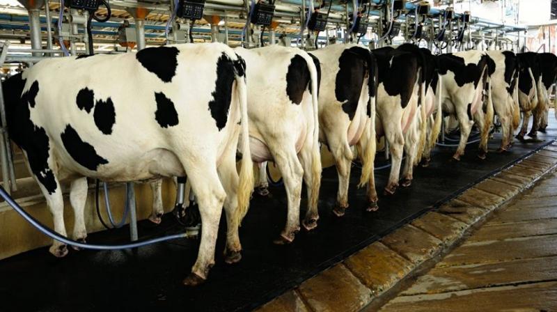 Cow Cow