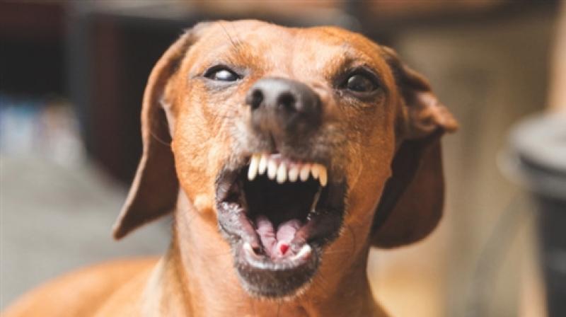 Dogs snatched the elderly Dogs snatched the elderly