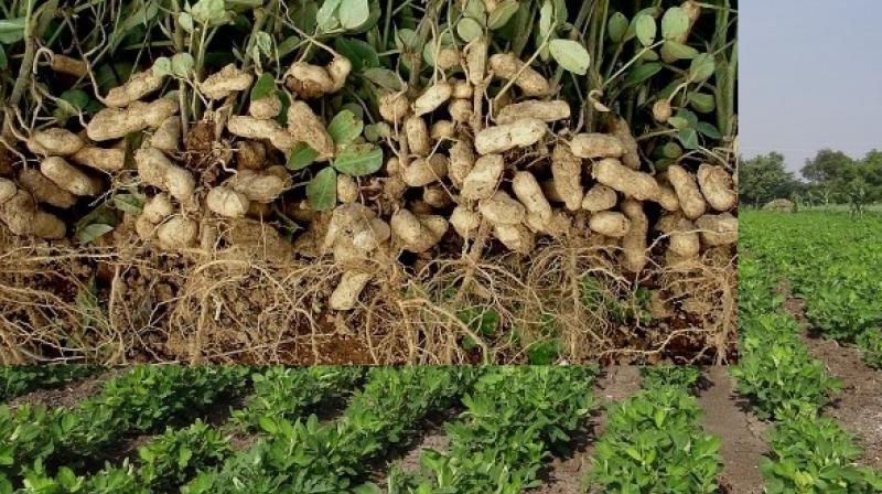 Peanut Farming 