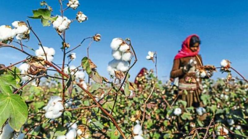 Cotton Crop Cotton Crop