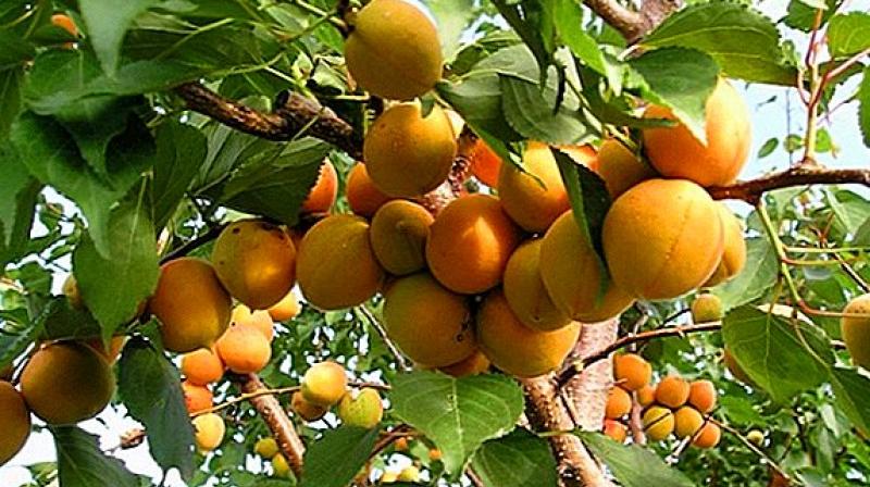 Fruit Fruit