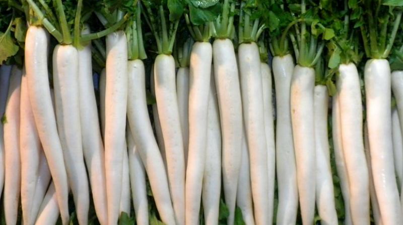Radish Radish