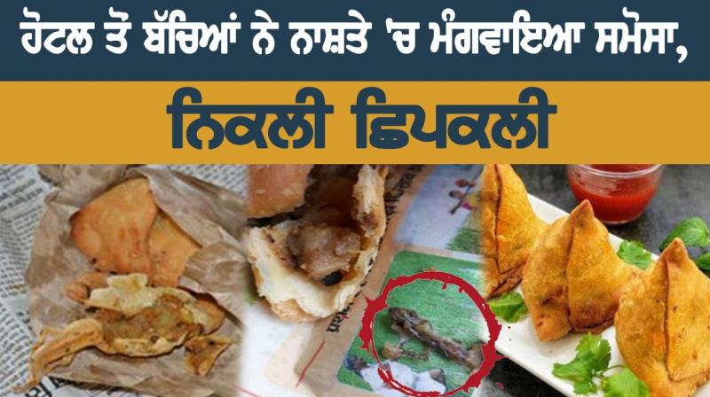 lizard found in samosa ordered at hotel