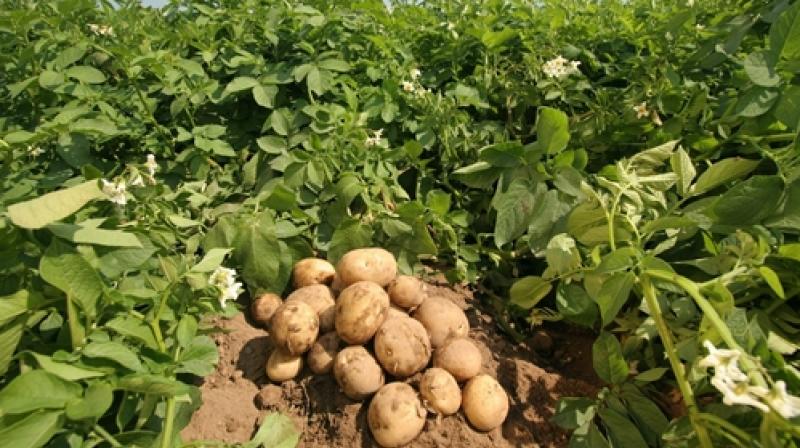 General advanced methods of cultivating potato varieties
