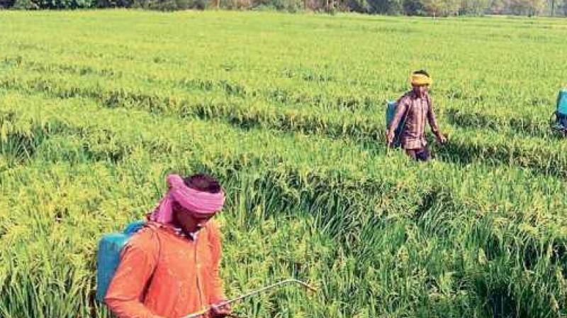 Use genetic resources to check pest menace Use genetic resources to check pest menace