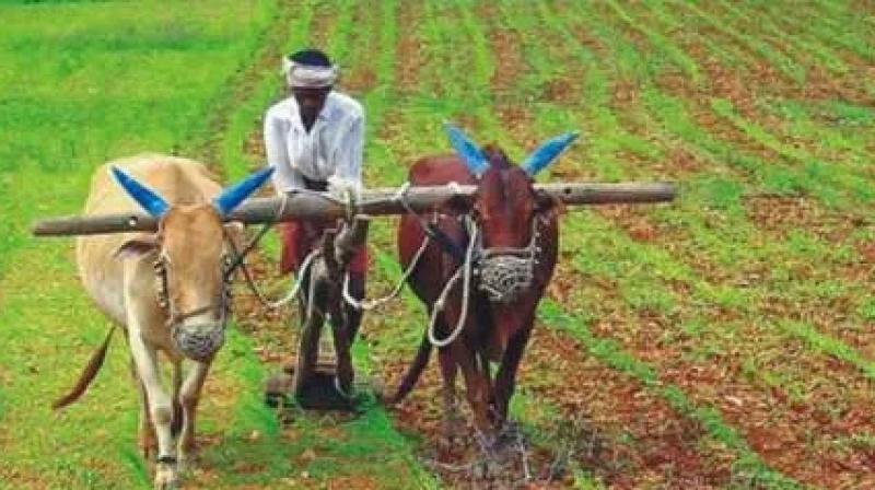 Walmart foundation announced grant of rs 34 crore to help small farmers Walmart foundation announced grant of rs 34 crore to help small farmers