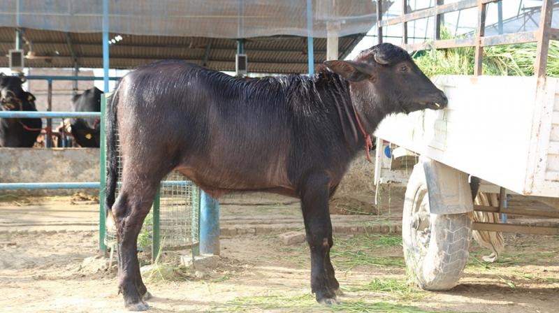 Calf Calf