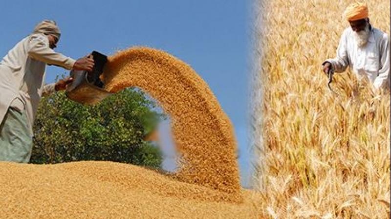 HD 3226, Wheat HD 3226, Wheat