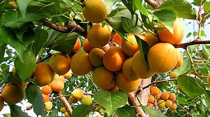 Fruit Plants Fruit Plants