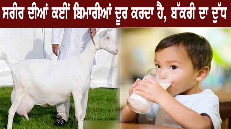 Milk Milk