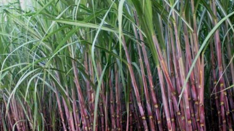 Sugarcane Sugarcane