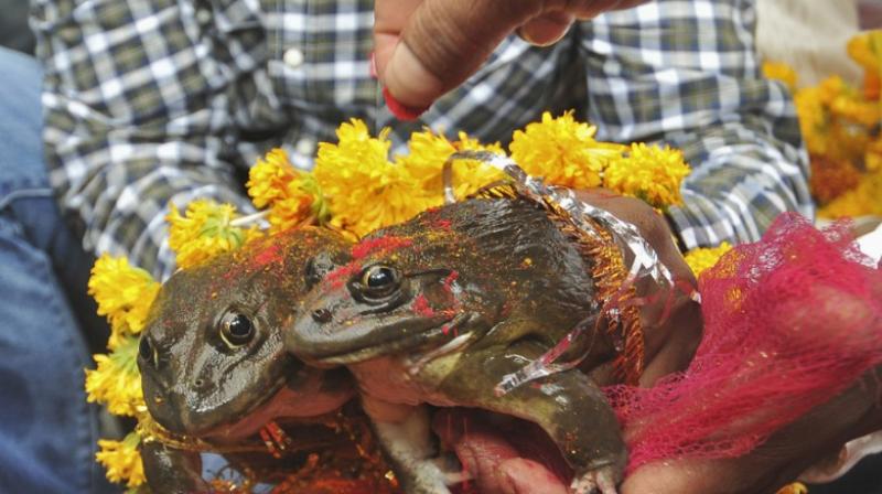 Frog Frog