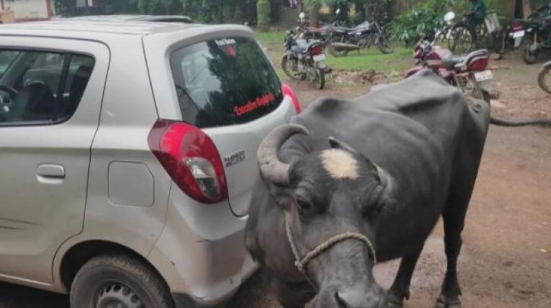 Buffalo Buffalo
