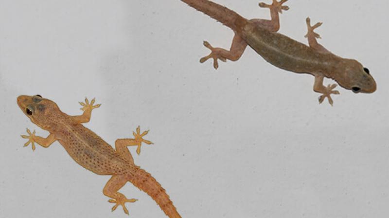 Lizards Lizards