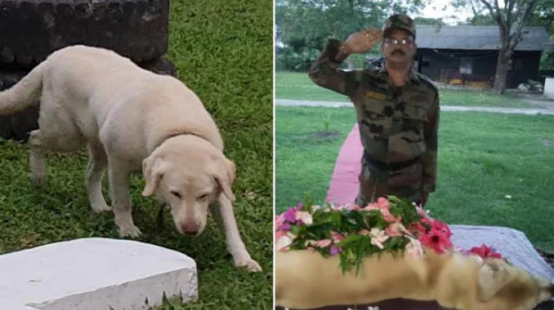 army's salute to the dog
