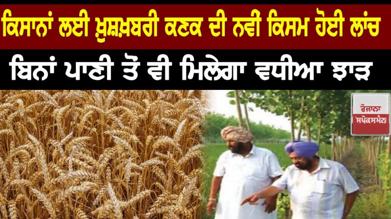 Wheat New Variety Wheat New Variety