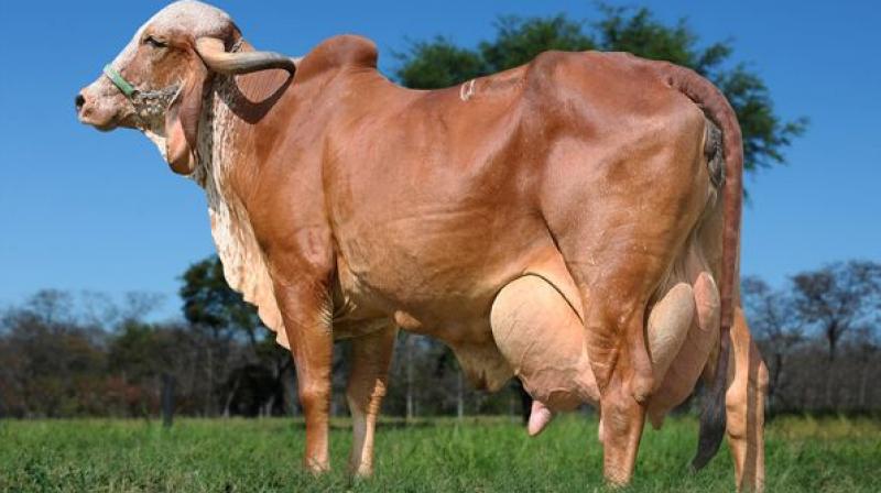 Cow Cow