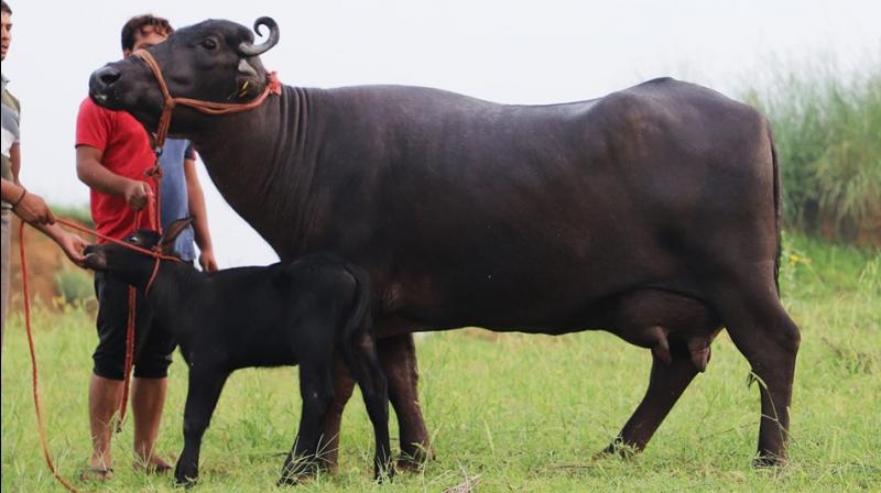 Dhanno Buffalo Dhanno Buffalo