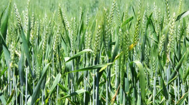 Wheat Wheat