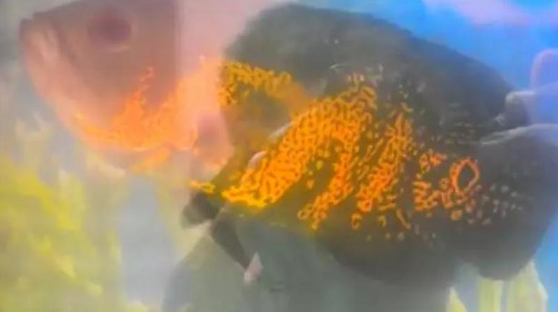 Fish Fish