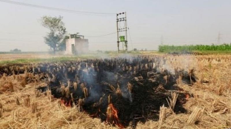 residue on straw residue on straw