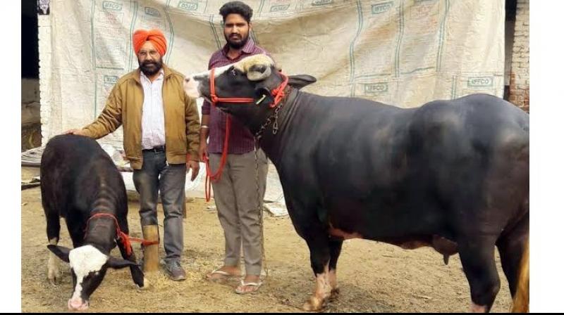 Kissan Kissan