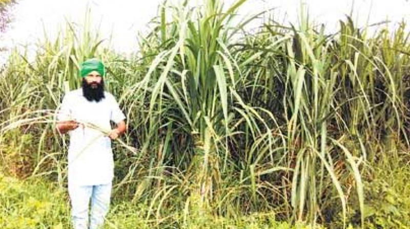 Kissan Kissan
