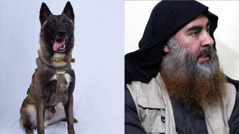 Usa Army Dog, Bagdadi Usa Army Dog, Bagdadi