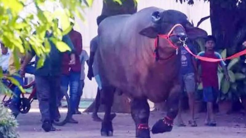 Sartaj Buffalo Sartaj Buffalo
