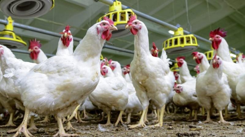 Us Poultary Farm