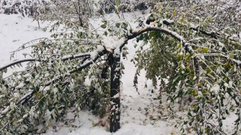 Snowfall Snowfall