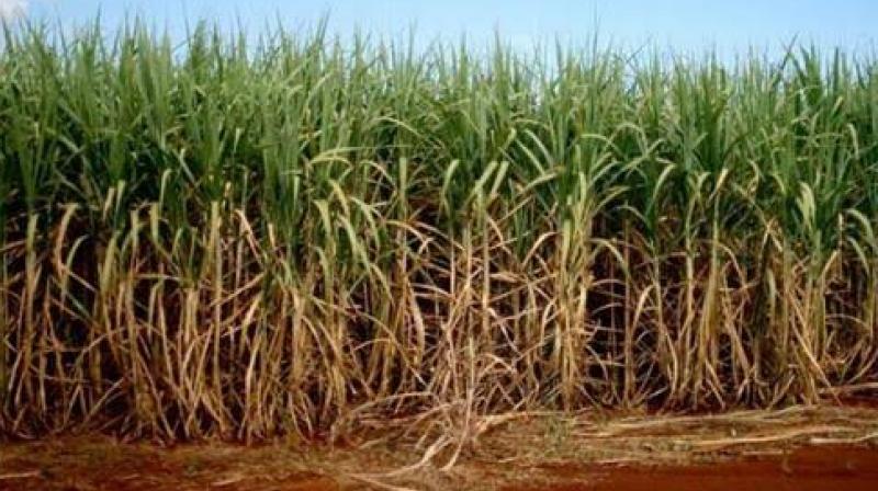 SugarCane SugarCane