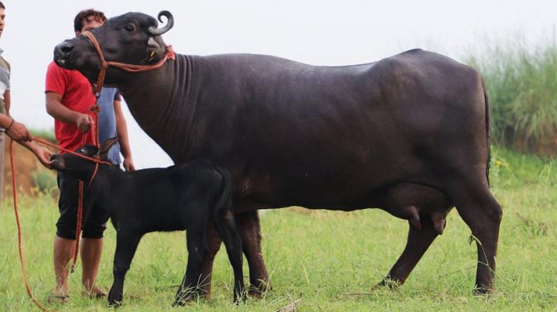 Buffalo Buffalo