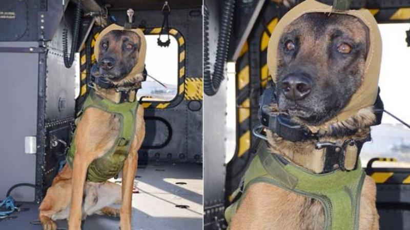 US Army Dogs