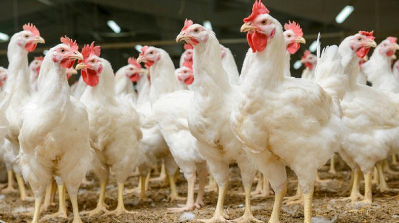 Hen Hen