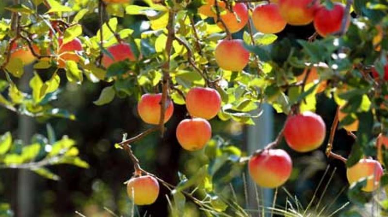 Fruits Fruits