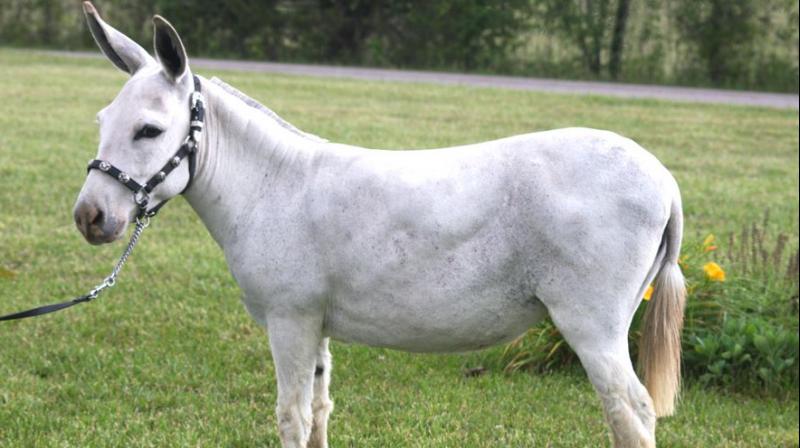 Donkey Donkey